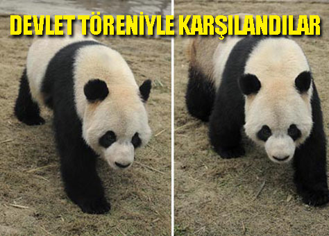 BAŞBAKAN PANDALARI HAVAALANINDA KARŞILADI