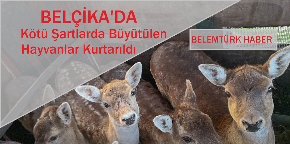 Belçika’da Kötü Şartlarda Büyütülen 50’den Fazla Hayvan Kurtarıldı