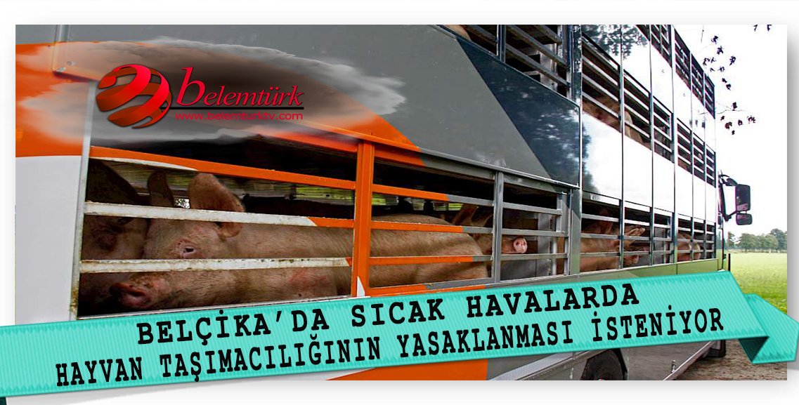 Belçika Hayvan Hakları Örgütü Yazın Sıcak Havalarda Hayvan Taşımacılığının Yasaklanmasını İstiyor