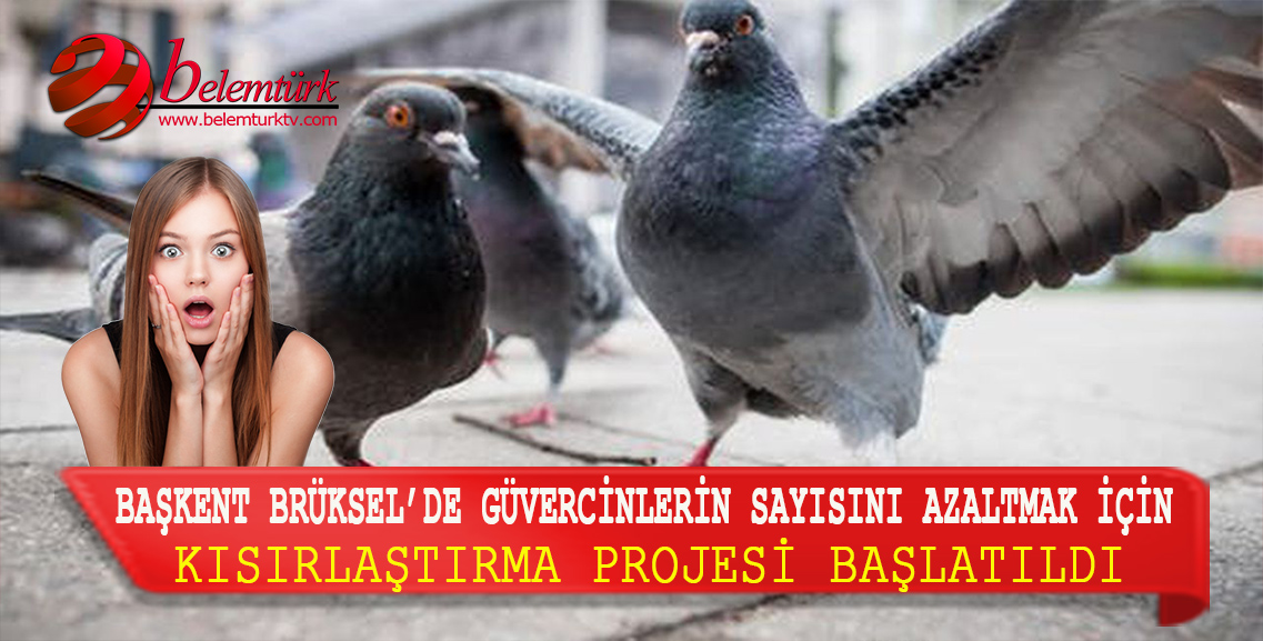 Başkent Brüksel’de güvercinlerin sayısını azaltmak için  kısırlaştırma projesi başlatıldı.