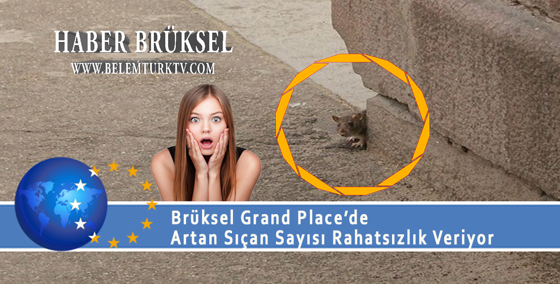 Brüksel Grand Place’de artan sıçan sayısı rahatsızlık veriyor