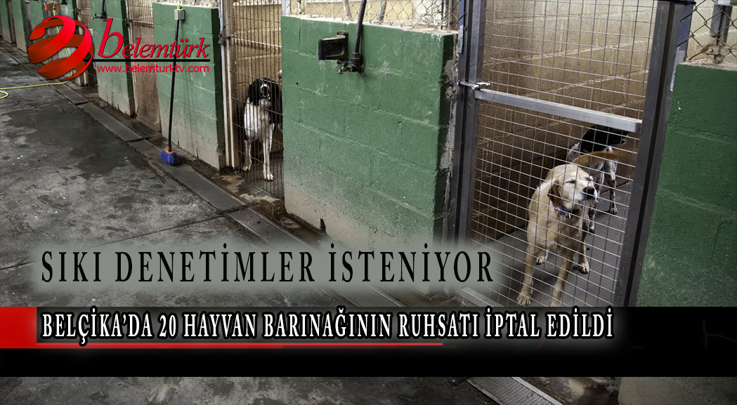 Belçika’da 20 hayvan barınağının ruhsatı iptal edildi