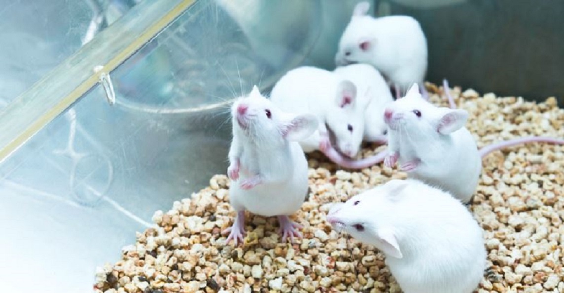 Koronavirüs aşısı çalışmaları için alınan kobay fareler Türkiye’ye ulaştı