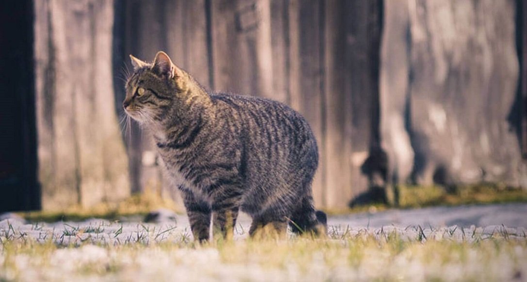 Hollanda’da 2 yıl önce kaybolan kedi Belçika’da ortaya çıktı