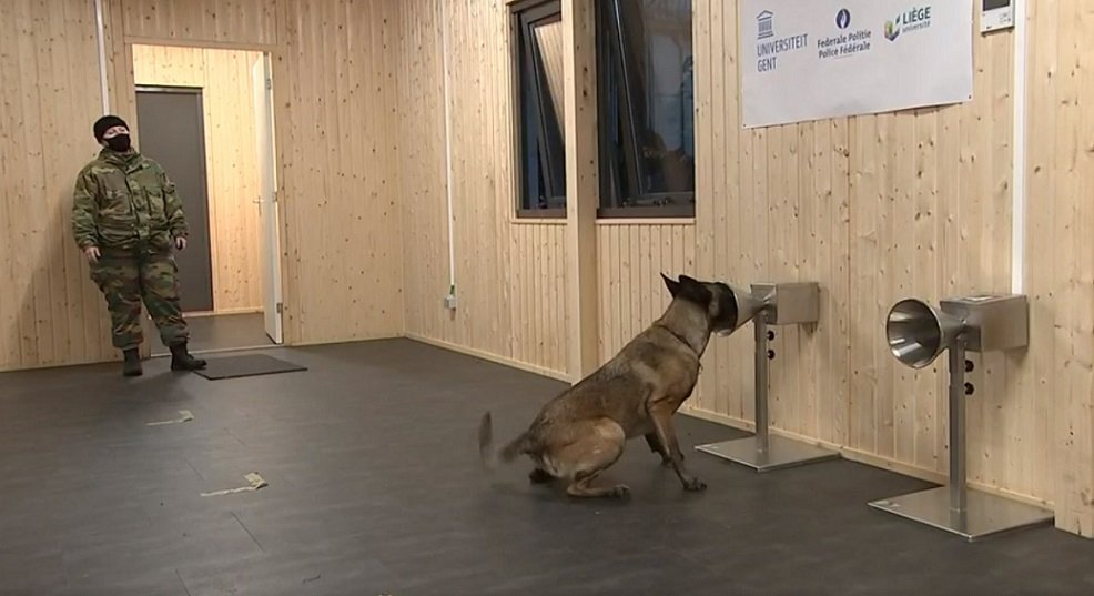 Belçika’da koronavirüsü tespit eden köpeklerin eğitimleri tamamlandı.
