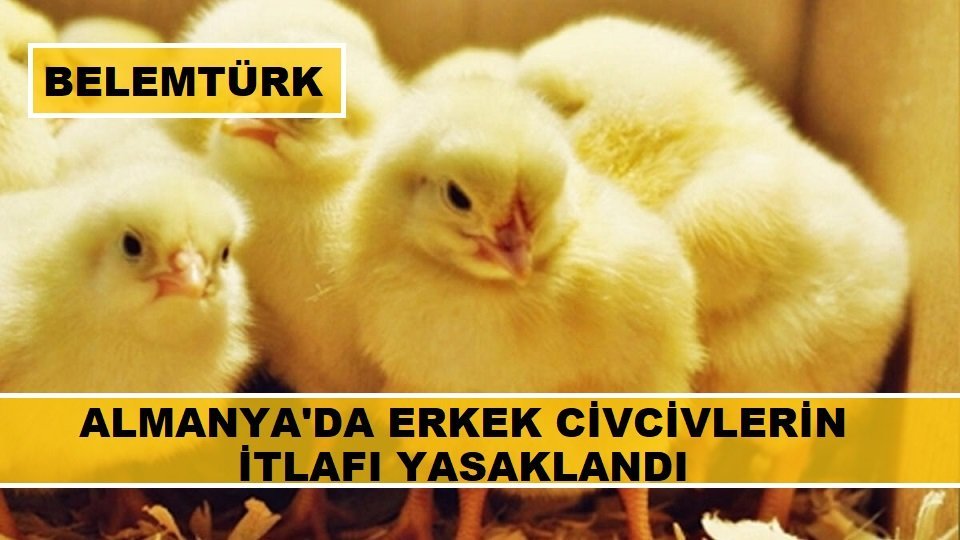 Almanya’da erkek civcivlerin itlafı yasaklandı