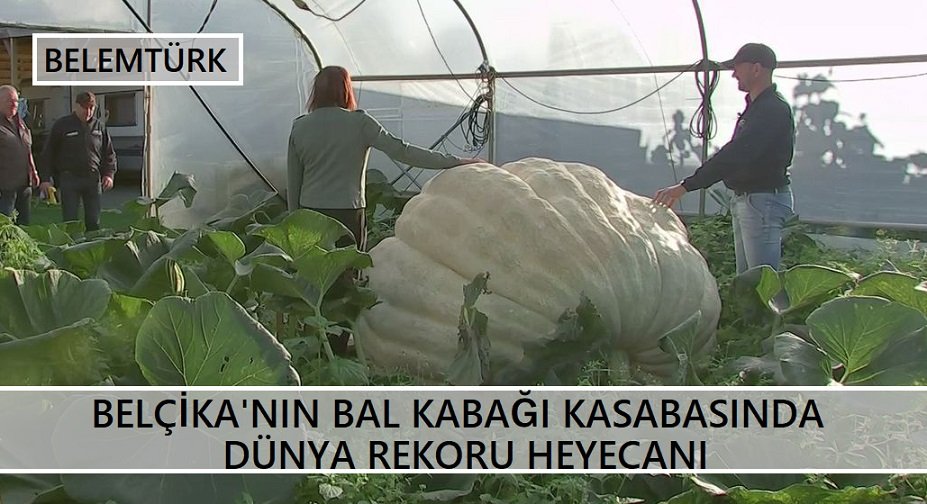 Belçika’nın bal kabağı kasabasında dünya rekoru heyecanı