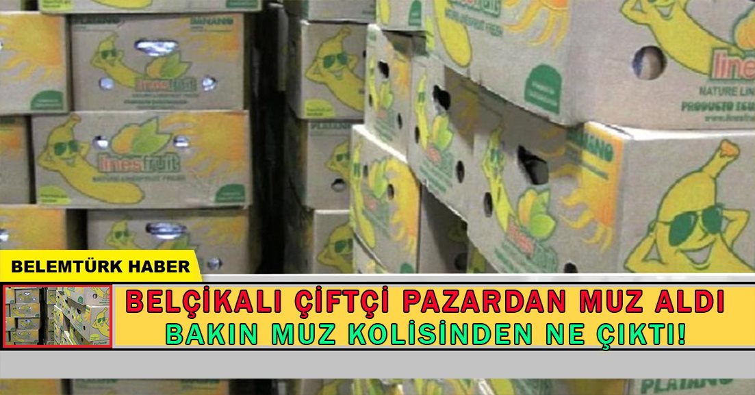 Belçikalı çiftçi pazardan muz aldı, bakın koliden ne çıktı!