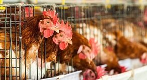  Belçika'da yabani bir kazda kuş gribi tespit edildi.