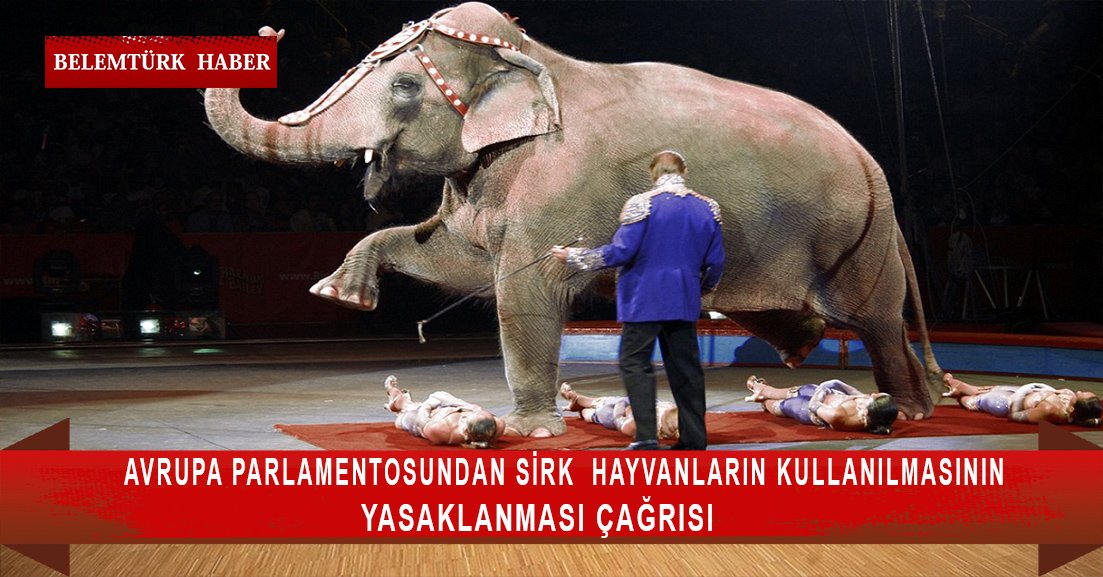 Avrupa Parlamentosundan sirklerde hayvanların kullanılmasının yasaklanması çağrısı