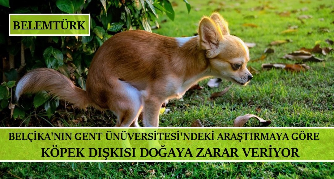 Belçika’nın Gent Üniversitesi’nde yapılan araştırmaya göre köpek dışkısı doğaya zarar veriyor.