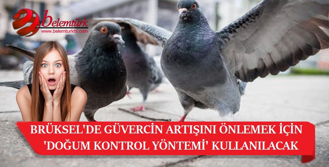 Brüksel’de güvercin artışını önlemek için “doğum kontrol yöntemi” kullanılacak
