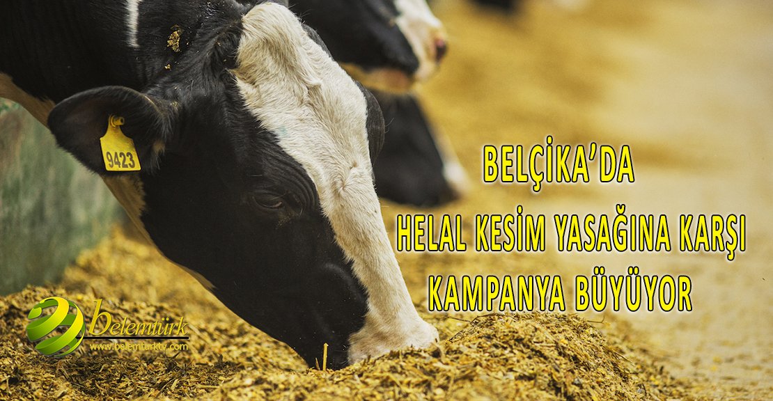 Belçika’da helal kesim yasağına karşı kampanya büyüyor