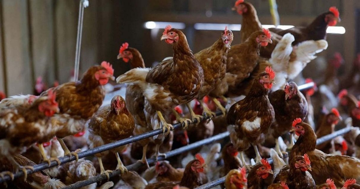 Bulgaristan kuş gribi salgını nedeniyle 19 bin tavuğu itlaf edecek