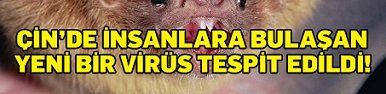Yeni bir kabus daha mı? Hayvanlardan insana geçen yeni bir virüs bulundu