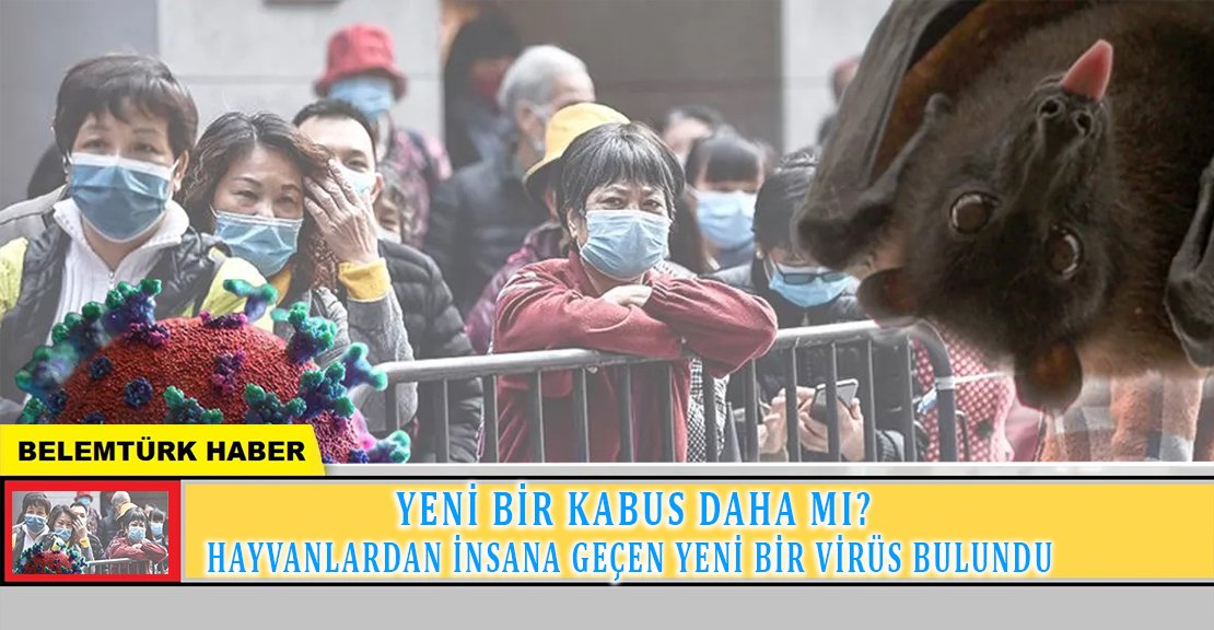 Yeni bir kabus daha mı? Hayvanlardan insana geçen yeni bir virüs bulundu