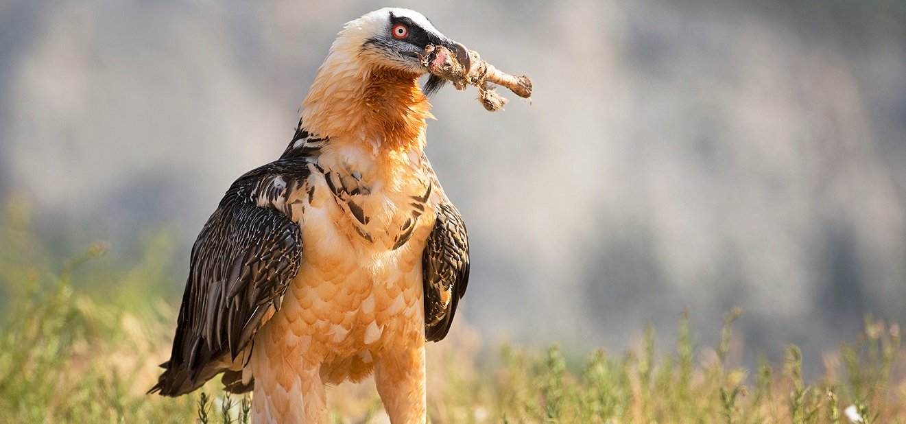 Belçika’yı etkisi altında tutan sıcak hava dalgası büyük yırtıcı kuşları ülkeye çekti
