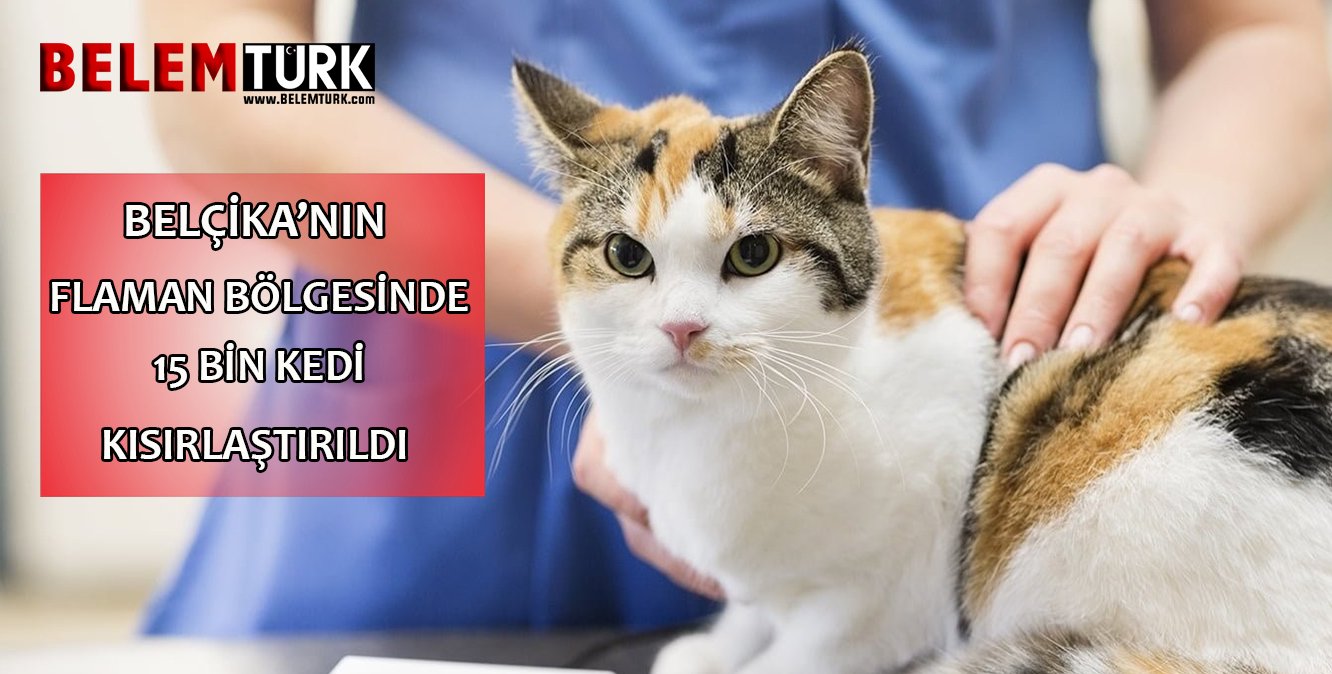 Belçika’nın Flaman bölgesinde 15 bin kedi kısırlaştırıldı