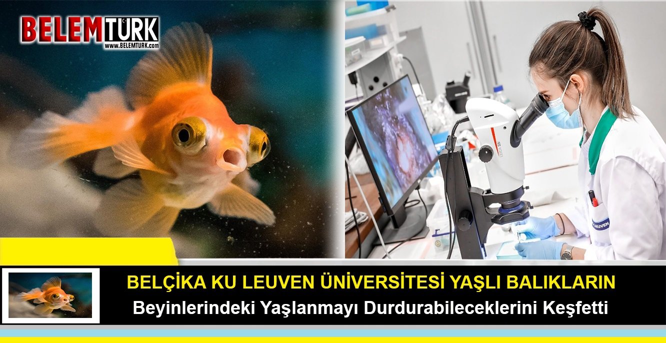 Belçika KU Leuven Üniversitesi yaşlı balıkların beyinlerindeki yaşlanmayı durdurabileceklerini keşfetti