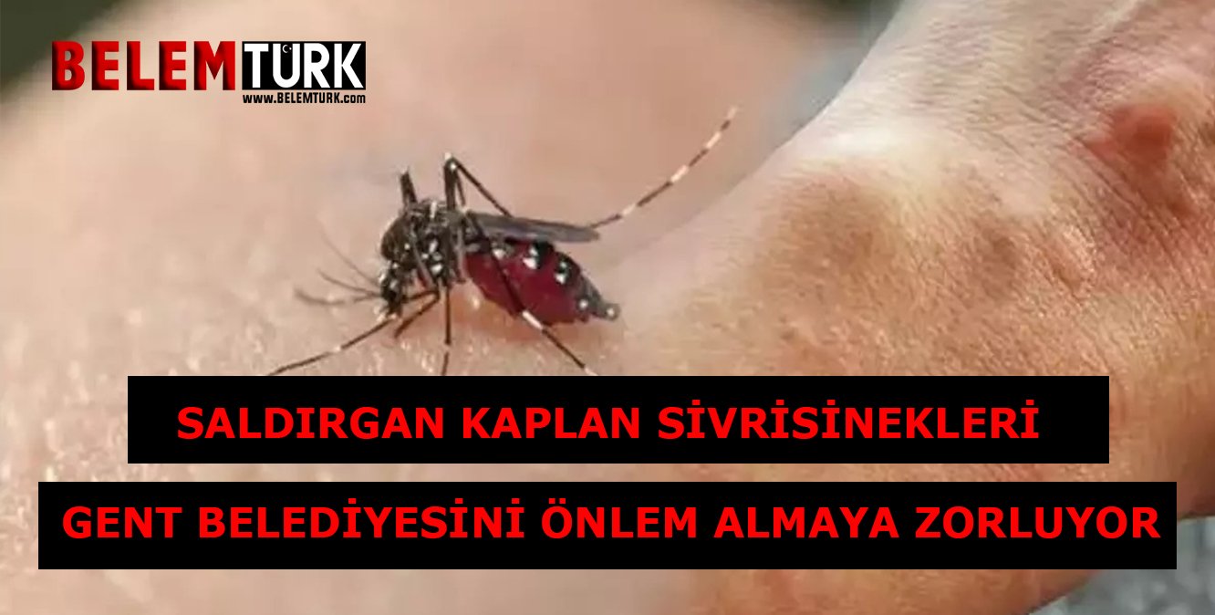 Gent belediyesi vatandaşları agresif kaplan sivrisineklerine karşı uyardı