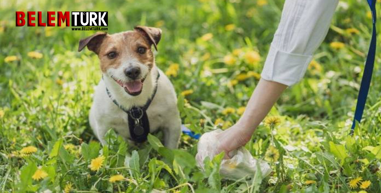 Hollanda’da bir belediye köpek dışkısıyla mücadele için DNA veri tabanı kuruyor