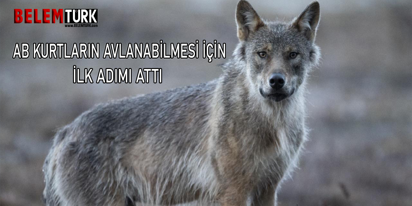 AB Komisyonu kurtların avlanabilmesi için ilk adımı attı
