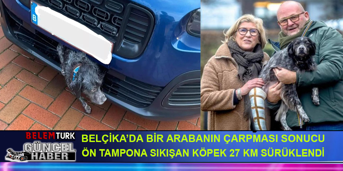 Belçika’da bir arabanın çarpması sonucu ön tampona sıkışan köpek 27 km sürüklenmesine rağmen hayatta kaldı