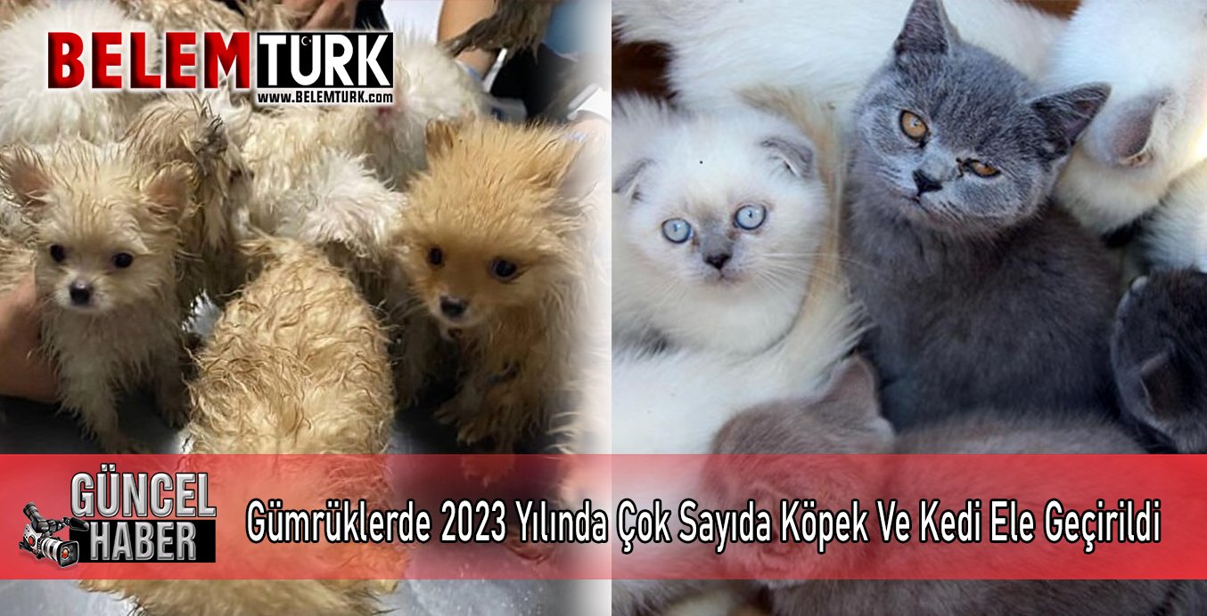 Gümrüklerde 2023 yılında çok sayıda kedi ve köpek ele geçirildi