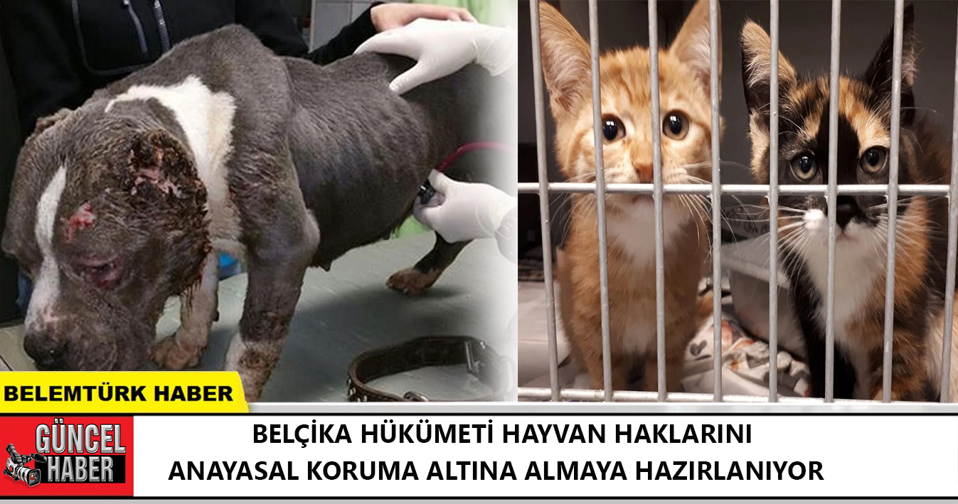 Belçika hükûmeti, hayvan haklarını Anayasal koruma altına almaya hazırlanıyor