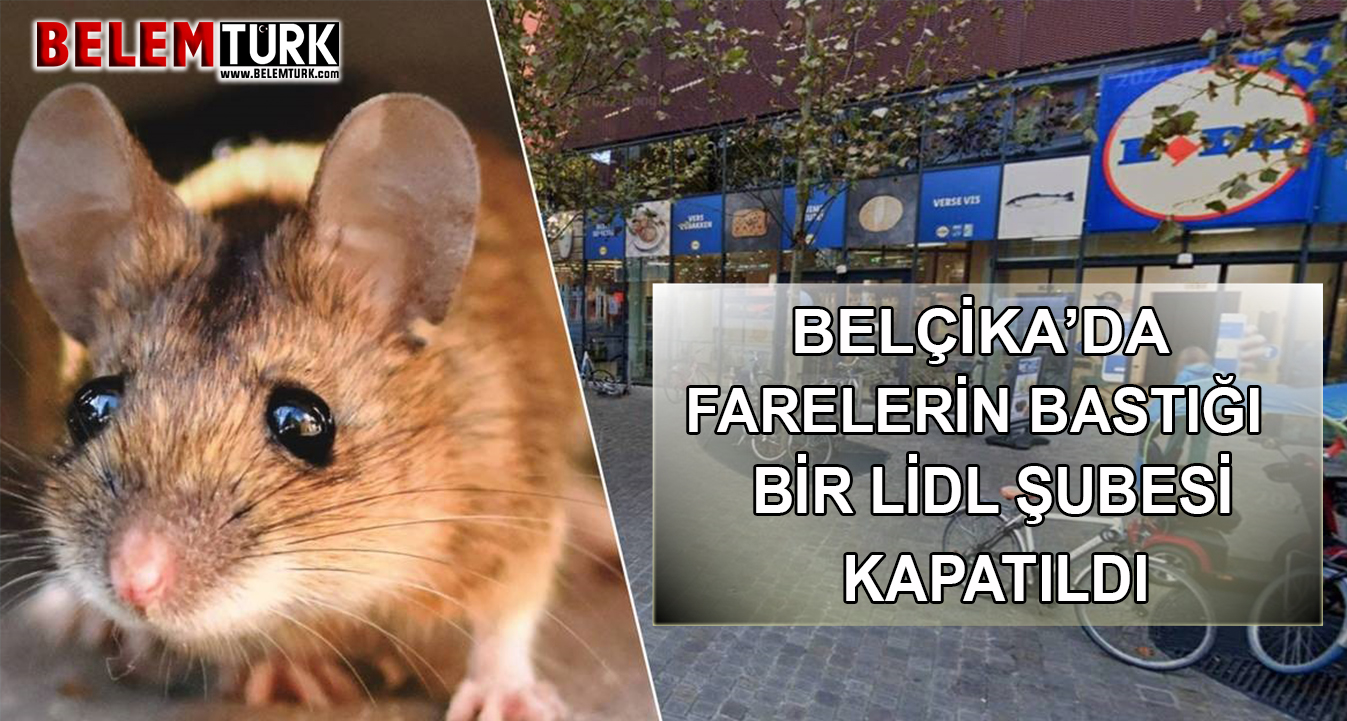 Belçika’da farelerin bastığı bir Lidl şubesi kapatıldı