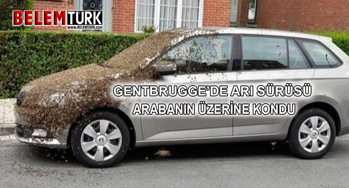 Gentbrugge’de bir arabanın üzerine arı sürüsünün konması şaşkınlık yarattı