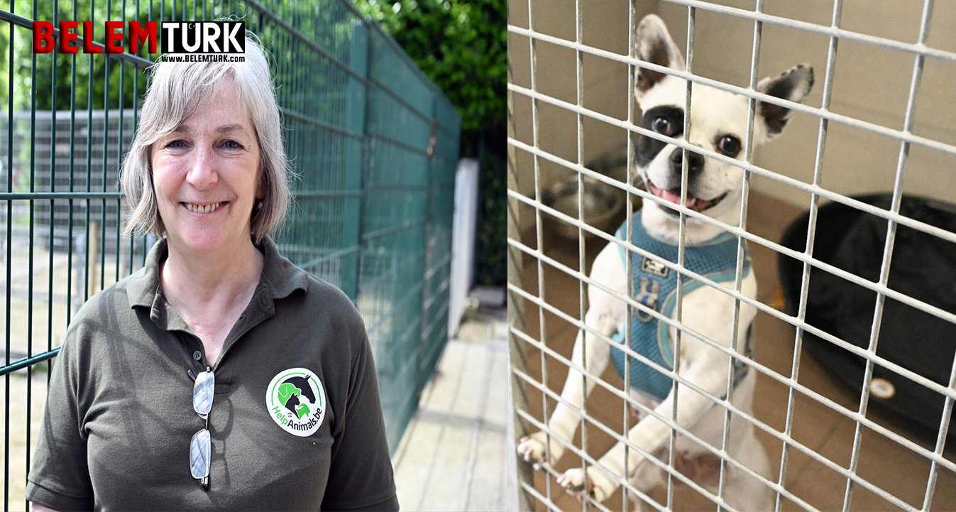 Belçika sahipsiz hayvanlar sorununu nasıl aştı?