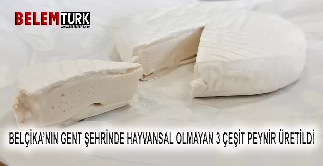 Belçika’nın Gent şehrinde hayvansal olmayan 3 farklı peynir üretildi