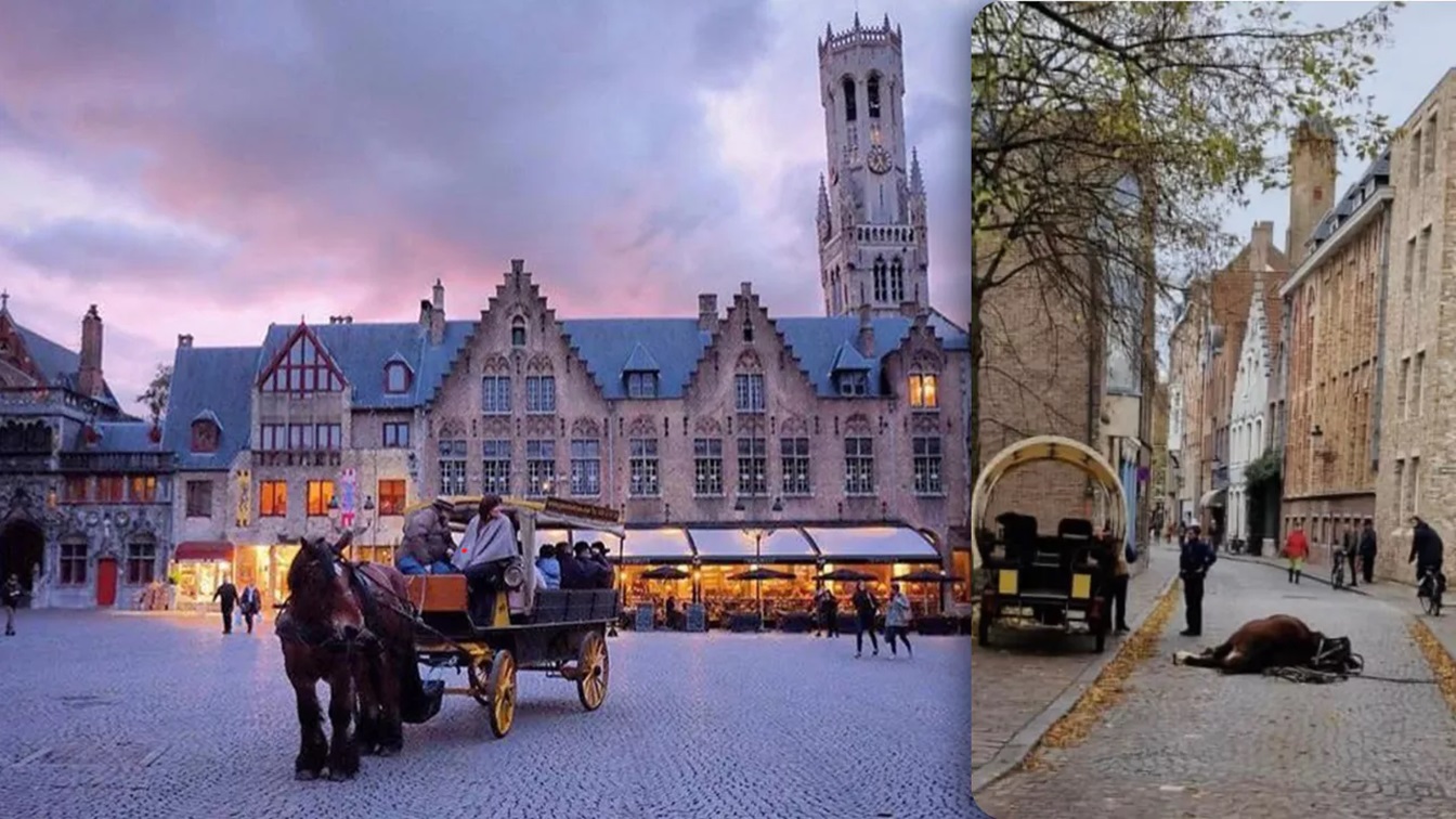 Belçika’nın Brugge şehrinde turist gezisi sırasında yere yığılan at  öldü