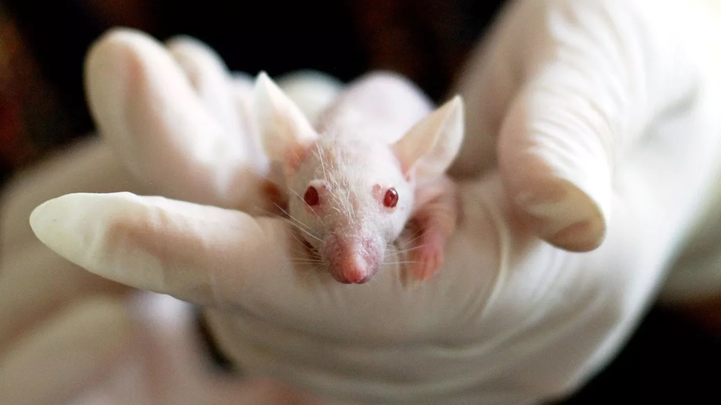 Belçika’da bilimsel deneylerde kullanılan binlerce hayvan öldü