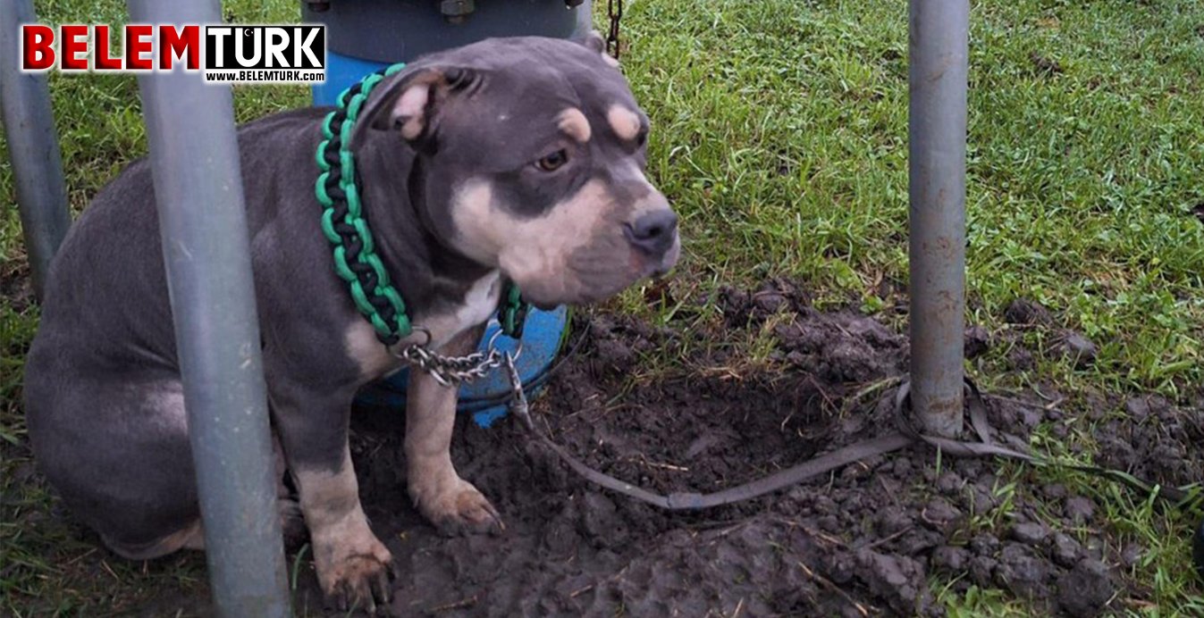 Soğuk havada mezarlığa terkedilen köpek koruma altına alındı.