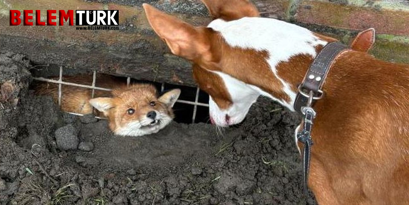 Belçika’nın Gent şehrinde bir köpek sahibini binanın altında sıkışmış bir tilkiye götürdü