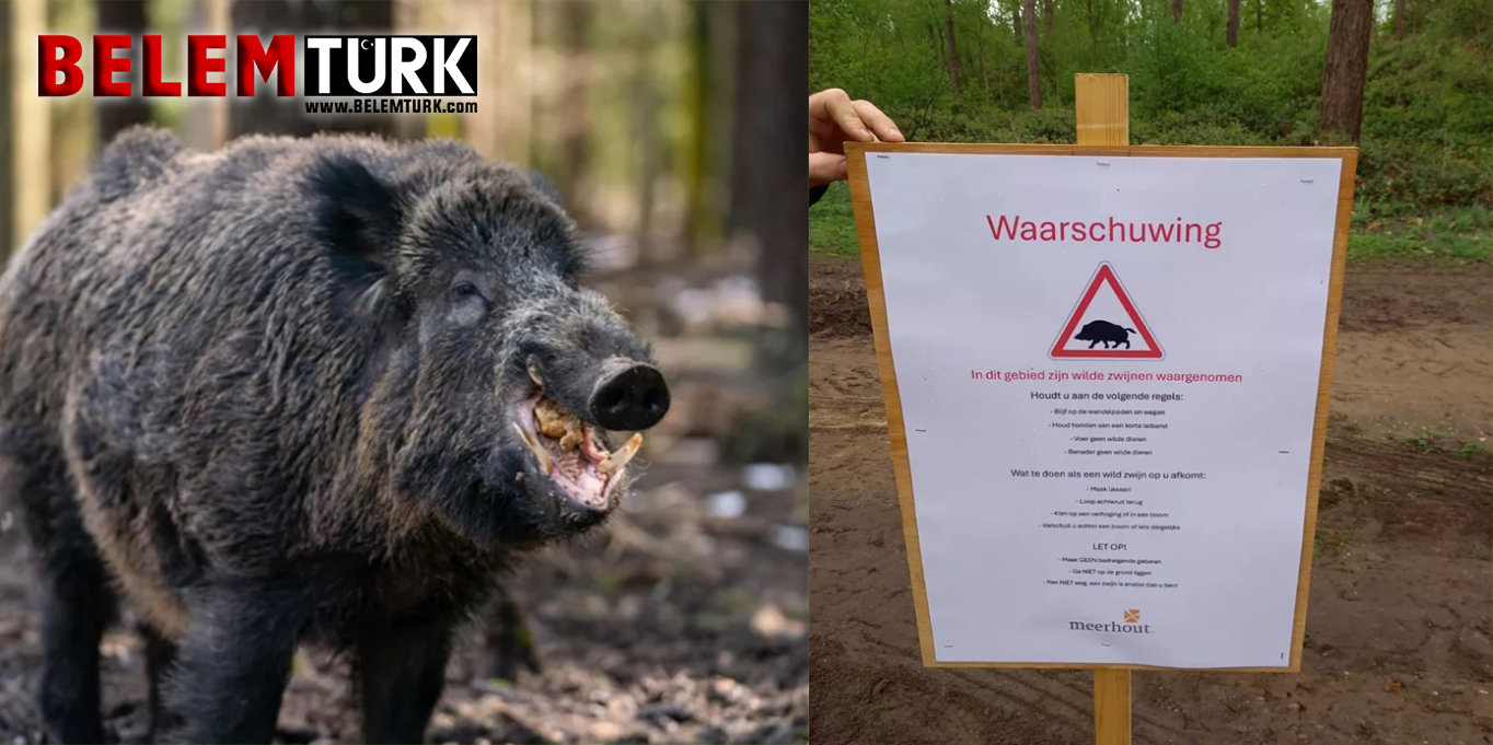 Belçika’da yaban domuzu saldırısına uğrayan kadın ağır yaralandı