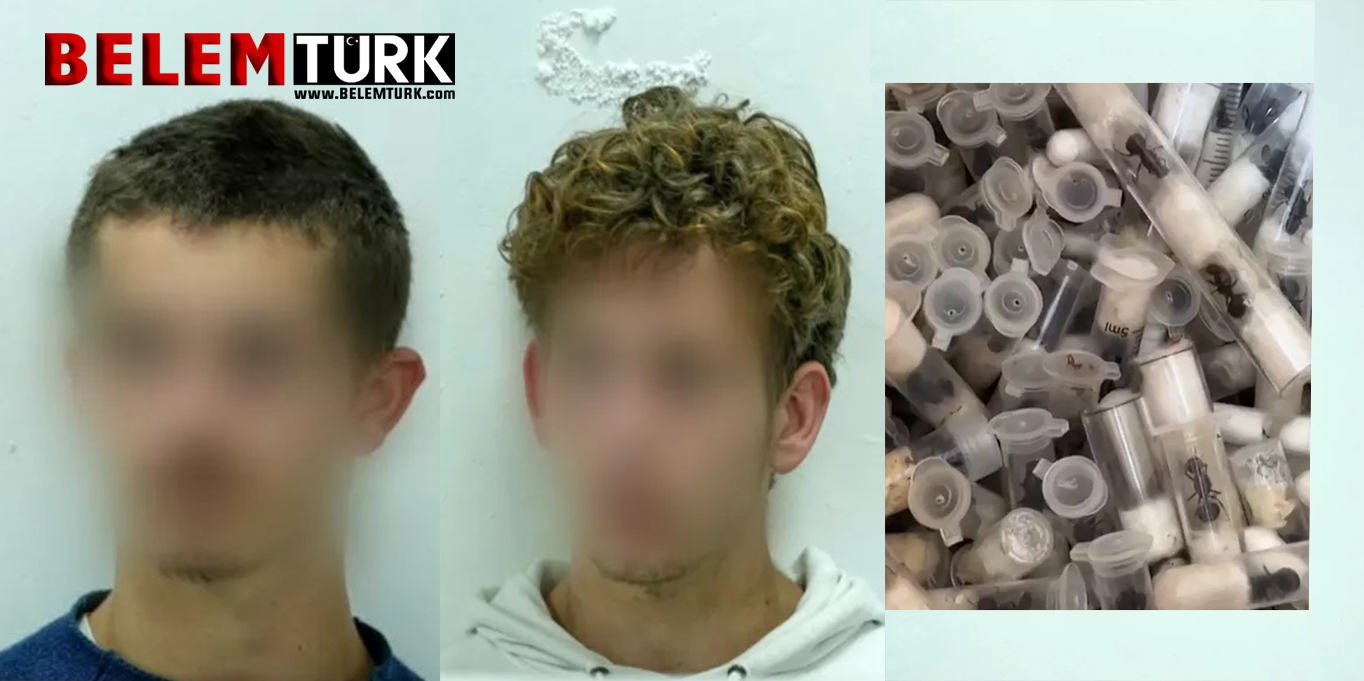 Belçikalı iki genç binlerce canlı kraliçe karıncayı kaçırmaktan Kenya’da tutuklandı