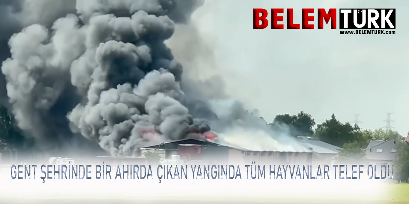 Gent Evergem’de bir ahırda çıkan yangında tüm hayvanlar telef oldu
