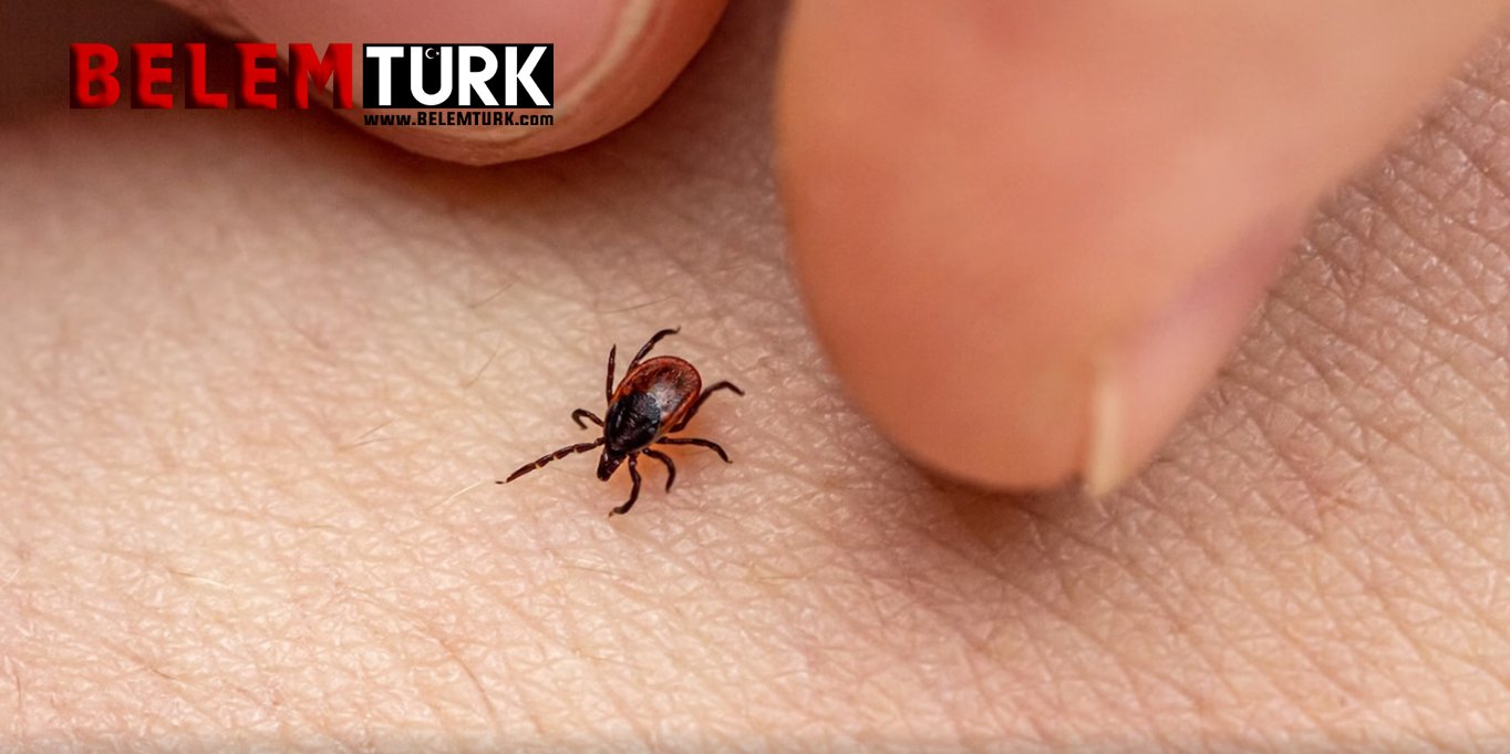 Belçika Sağlık Enstitüsü kene ısırıklarına karşı vatandaşları uyardı