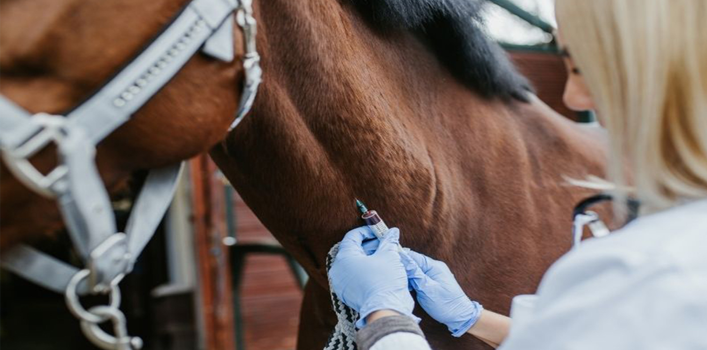 Belçika’da bataklık humması şüphesiyle 70 at karantinaya alındı.