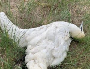 Brüksel Başkent Bölgesi’nde kuş gribiyle enfekte kuşlara tekrar rastlandı