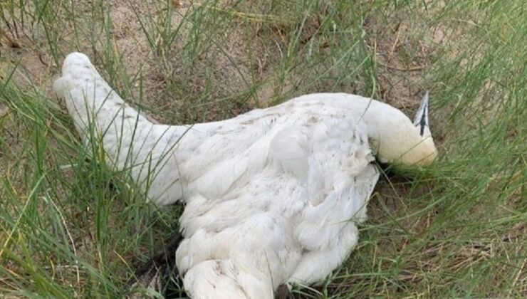 Brüksel Başkent Bölgesi’nde kuş gribiyle enfekte kuşlara tekrar rastlandı