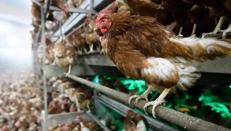 Belçika’da kuş gribi nedeniyle kümes hayvanlarını kapalı yerlerde tutma zorunluluğu getirildi
