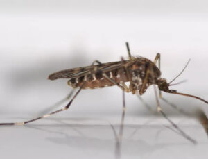 Dünyada sivrisineksiz tek ülke olarak bilinen İzlanda’da ilk kez sivrisinek görüldü