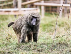 Belçika’nın Gent şehrinde bir barda alkol bağımlısı olan babuna ötenazi yapıldı