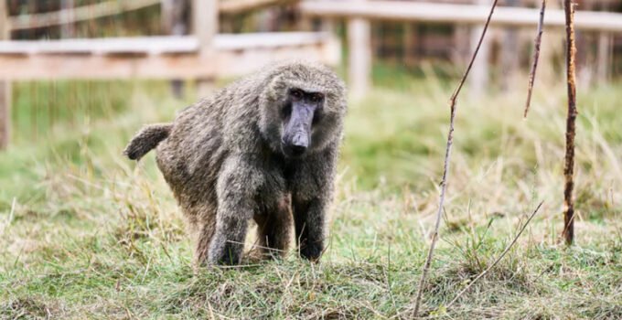 Belçika’nın Gent şehrinde bir barda alkol bağımlısı olan babuna ötenazi yapıldı