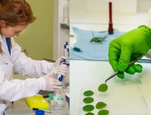 Gent şehrinde “Biotalys” isimli şirket tarafından geliştirilen “Evoca” isimli ilaca satış onayı