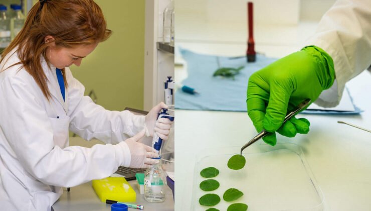 Gent şehrinde “Biotalys” isimli şirket tarafından geliştirilen “Evoca” isimli ilaca satış onayı